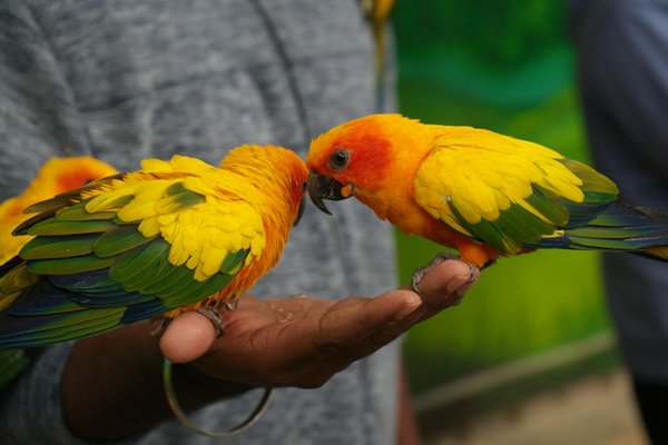 Hoe herken je gedragsproblemen bij honden?